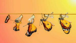 Lee más sobre el artículo Viernes 28 de Enero de 2022 | Matutina para Menores | Metamorfosis: de oruga a mariposa