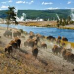 Martes 01 de Marzo de 2022 | Matutina para Adolescentes | El Parque Nacional de Yellowstone