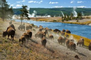 Lee más sobre el artículo Martes 01 de Marzo de 2022 | Matutina para Adolescentes | El Parque Nacional de Yellowstone