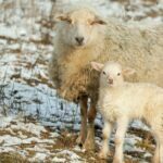 Sábado 12 de Marzo de 2022 | Matutina para Jóvenes | Seguros como los corderos