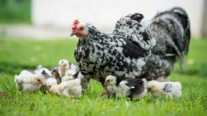 Lee más sobre el artículo Jueves 26 de Mayo de 2022 | Matutina para Menores | Enrique y la gallina