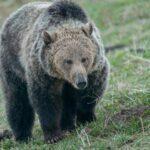 Miércoles 25 de Mayo de 2022 | Matutina para Adolescentes | El oso gris en peligro de extinción