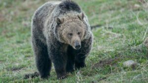 Lee más sobre el artículo Miércoles 25 de Mayo de 2022 | Matutina para Adolescentes | El oso gris en peligro de extinción