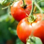 Sábado 06 de Agosto de 2022 | Matutina para Mujeres | Tomates