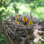 Jueves 30 de Marzo de 2023 | Matutina para Adolescentes | El secreto del nido
