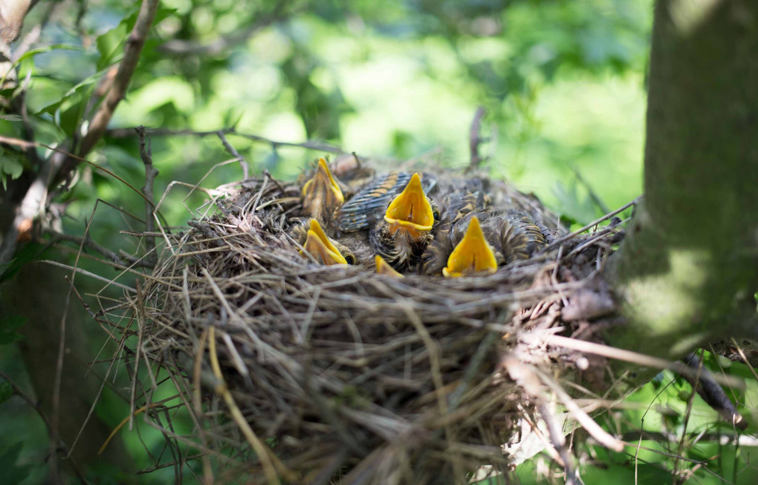 Lee más sobre el artículo Jueves 30 de Marzo de 2023 | Matutina para Adolescentes | El secreto del nido