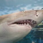 Matutina para Jóvenes | Sábado 13 de Enero de 2024 | Un diente de tiburón