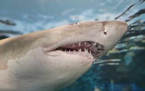 Lee más sobre el artículo Matutina para Jóvenes | Sábado 13 de Enero de 2024 | Un diente de tiburón