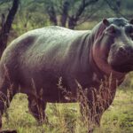Matutina para Menores | Martes 09 de Enero de 2024 | La hipopótamo vagabundo