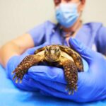 Matutina para Menores | Lunes 15 de Enero de 2024 | El dentista de tortugas