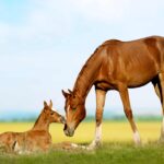 Matutina para Menores | Viernes 19 de Enero de 2024 | Un caballo salva a una amiga