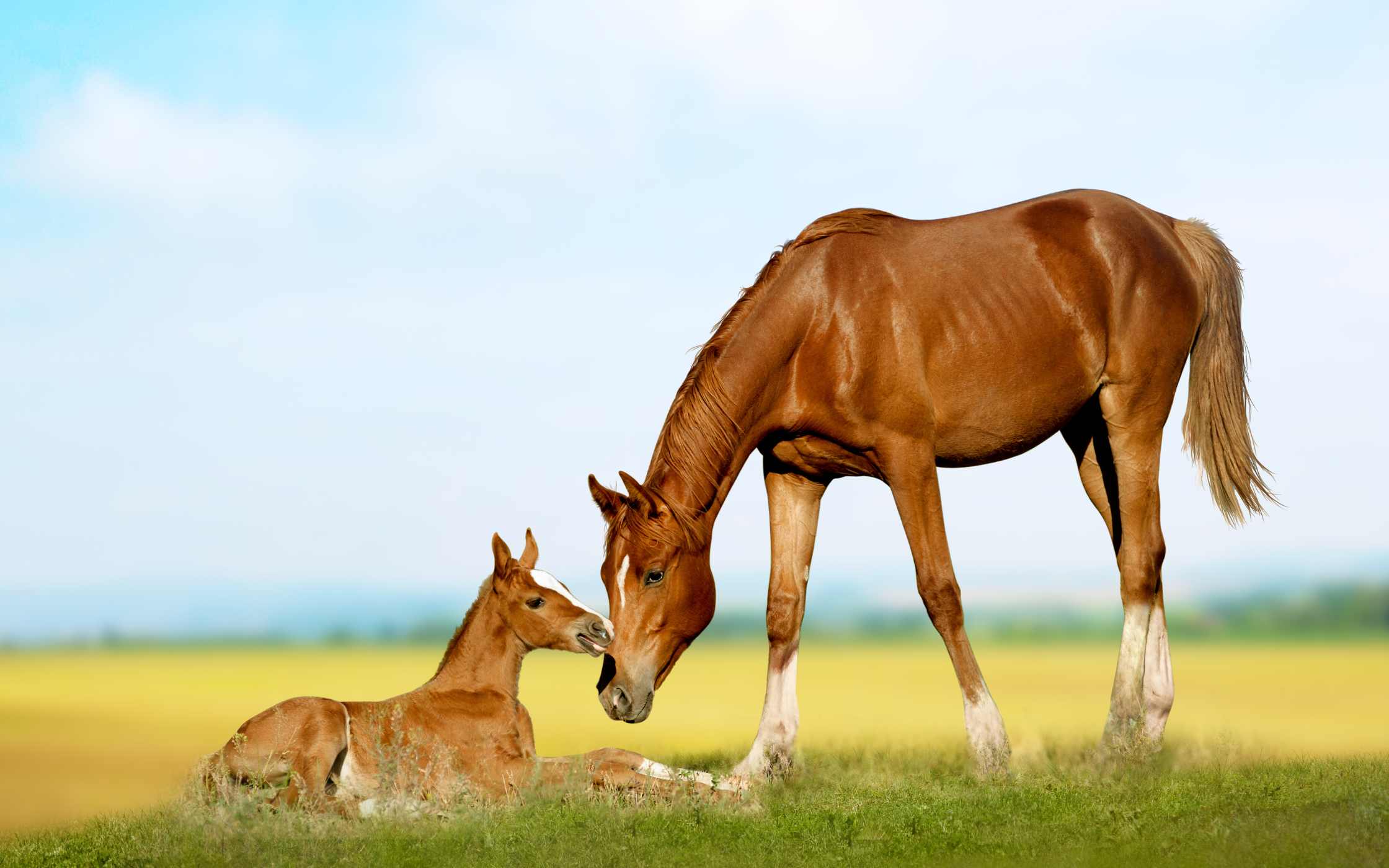 Lee más sobre el artículo Matutina para Menores | Viernes 19 de Enero de 2024 | Un caballo salva a una amiga