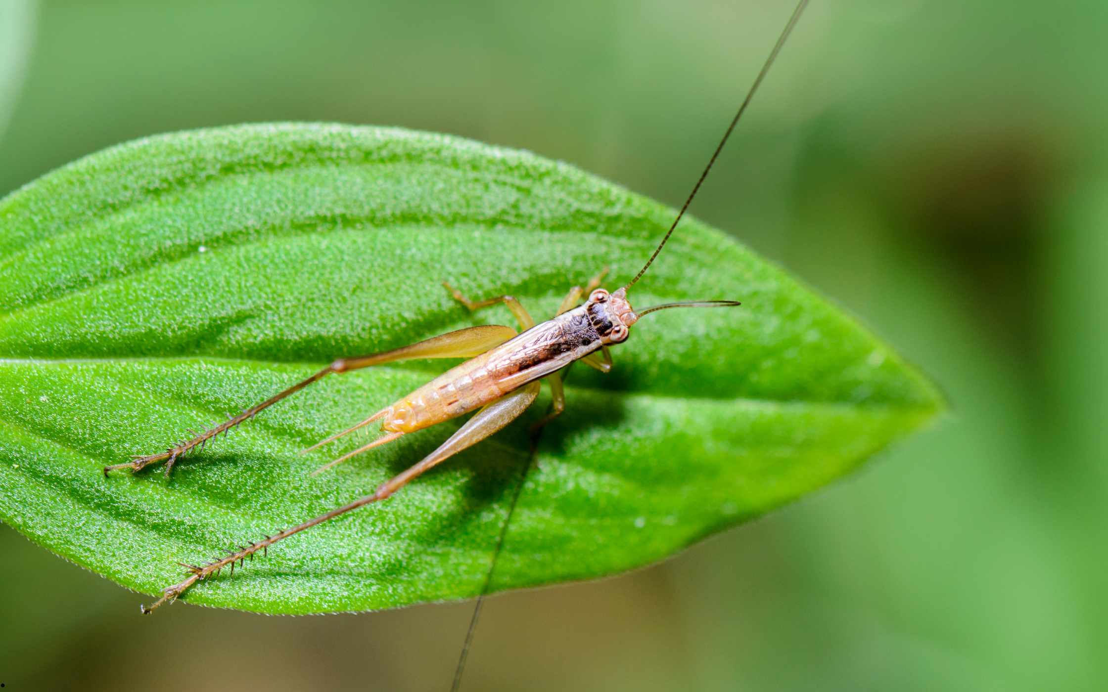 Lee más sobre el artículo Matutina para Menores | Viernes 11 de Octubre de 2024 | ¿Sabes qué insecto soy?